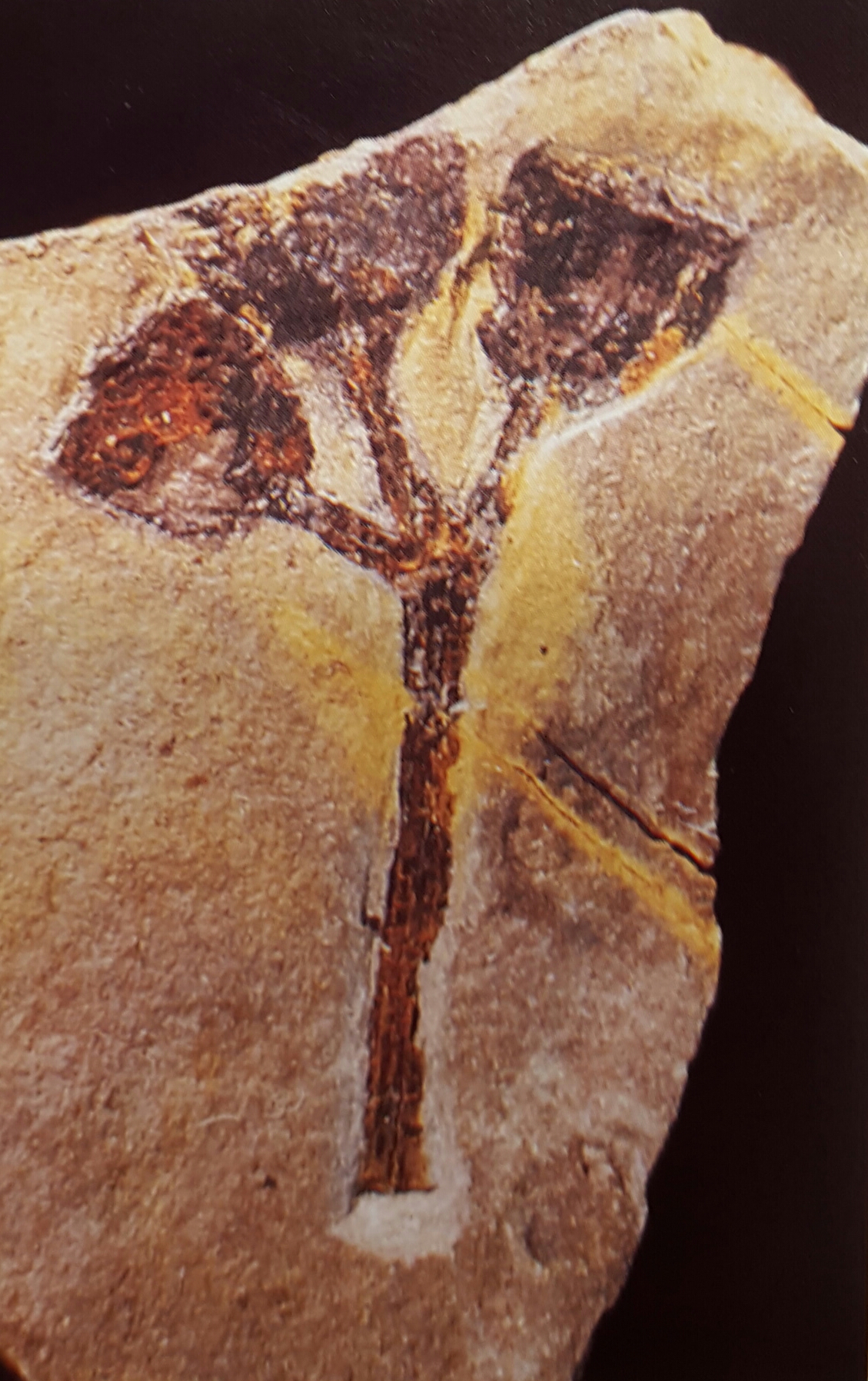 Fossil with acorn